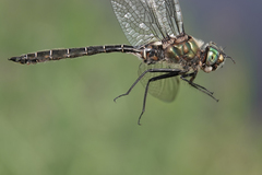 Somatochlora hudsonica