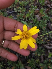 Arnica lonchophylla