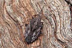 Aglaophon variegatus