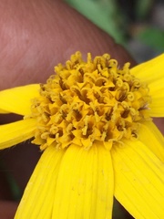 Arnica lonchophylla