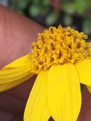 Arnica lonchophylla