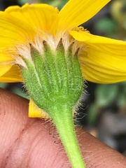 Arnica lonchophylla