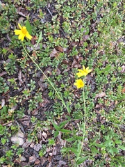 Arnica lonchophylla