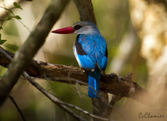 Halcyon senegaloides