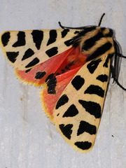 Apantesis incorrupta