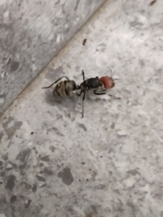 Camponotus singularis