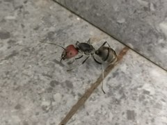 Camponotus singularis