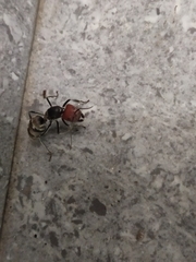 Camponotus singularis