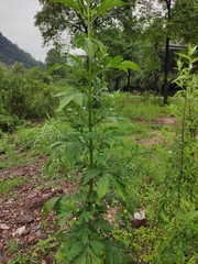 Patrinia scabiosifolia