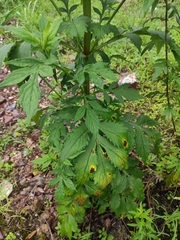 Patrinia scabiosifolia