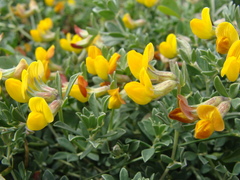 Lotus cytisoides