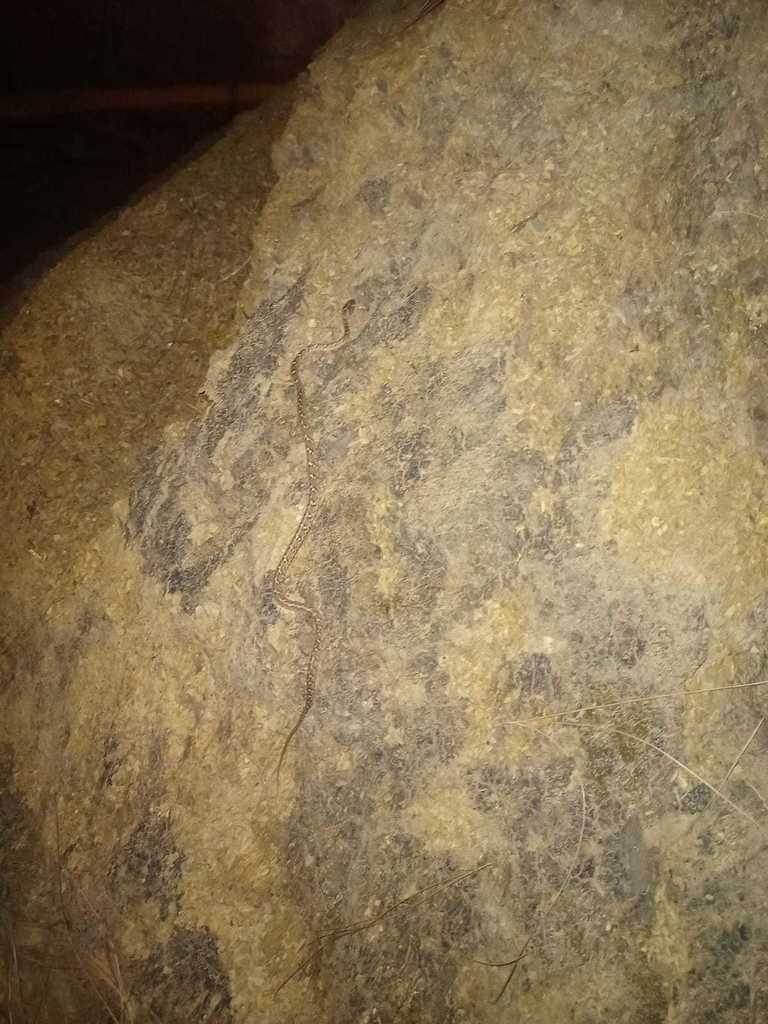 Common Cat Snake from Islamabad, Islamabad Capital Territory, Pakistan