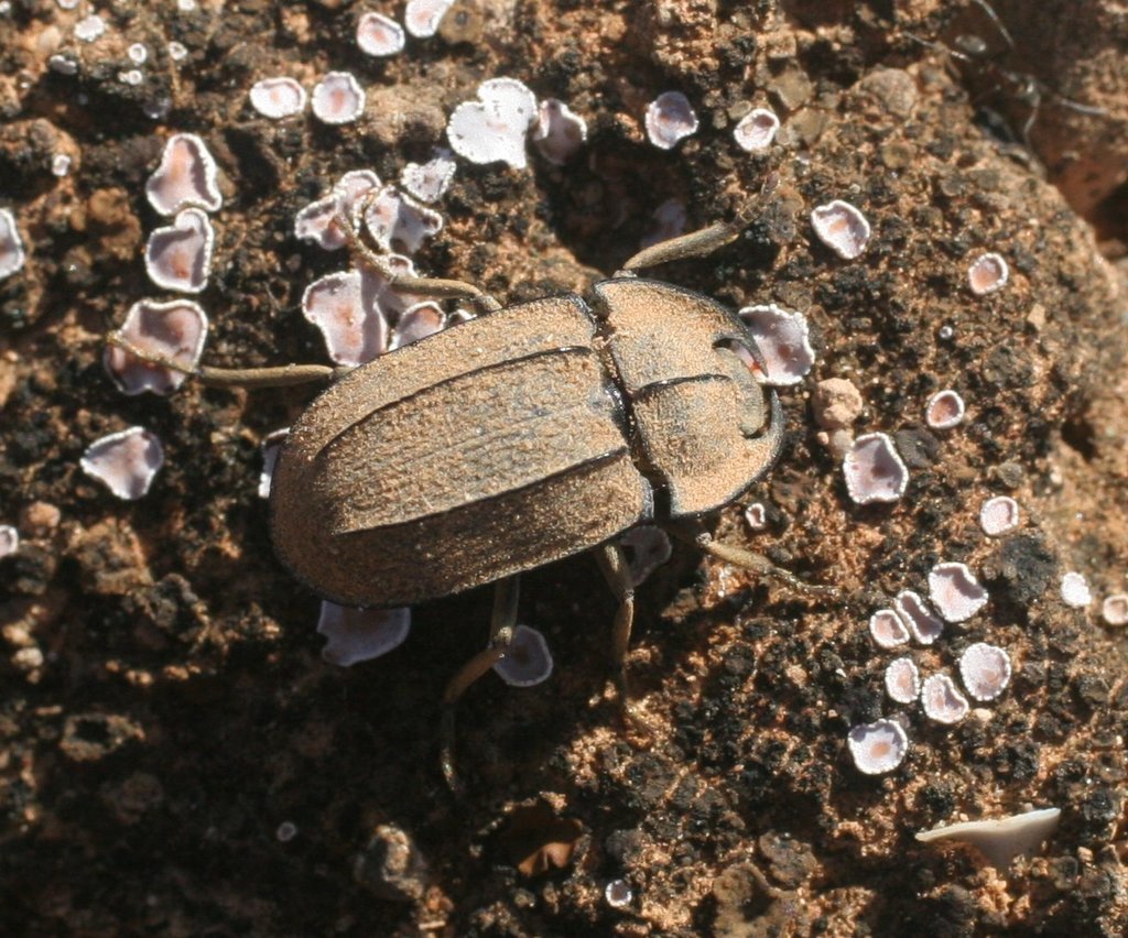 Helea comata