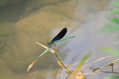Matrona cyanoptera