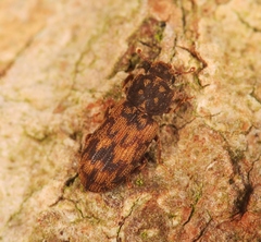 Synchita undata