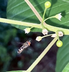 Syrphidae