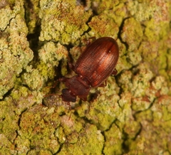 Enicmus testaceus