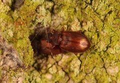 Enicmus testaceus