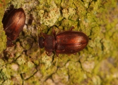 Enicmus testaceus