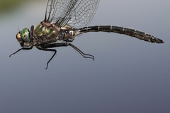 Somatochlora hudsonica