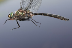 Somatochlora hudsonica