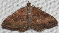 Chrysolarentia bichromata