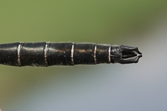 Somatochlora hudsonica