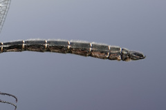 Somatochlora hudsonica