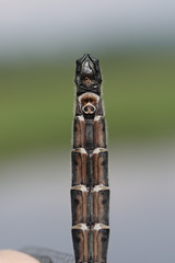 Somatochlora hudsonica