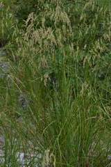 Festuca spectabilis