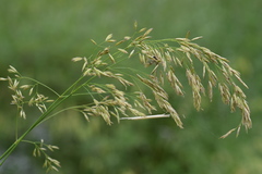 Festuca spectabilis
