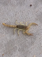 Paruroctonus utahensis