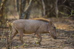 Phacochoerus africanus aeliani