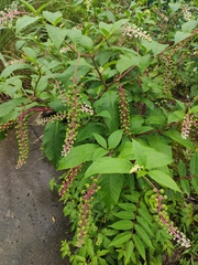 Phytolacca americana