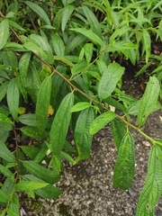 Debregeasia orientalis