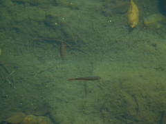 Melanotaenia splendida splendida