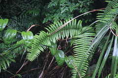 Diplopterygium glaucum