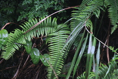 Diplopterygium glaucum