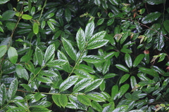 Itea chinensis