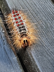 Lymantria dispar