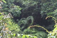 Diplopterygium glaucum