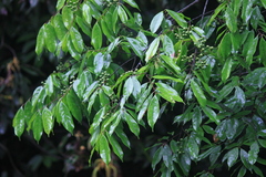 Prunus phaeosticta