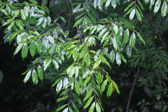 Prunus phaeosticta