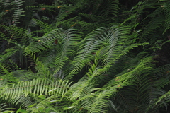 Diplopterygium glaucum