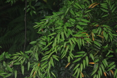 Dioscorea cirrhosa