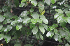 Actinidia latifolia
