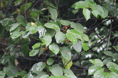 Actinidia latifolia