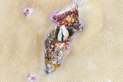 Aspidontus taeniatus