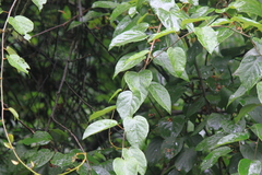 Actinidia latifolia