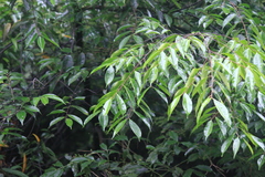 Prunus phaeosticta